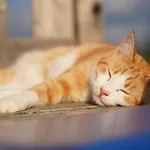 Brettmaisserhof Ternberg