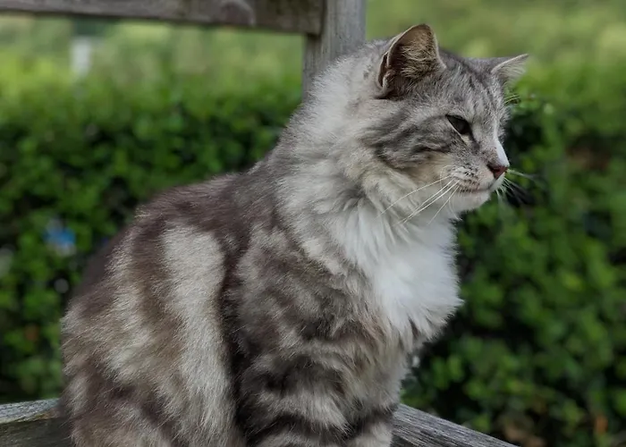 Brettmaisserhof Konukevi