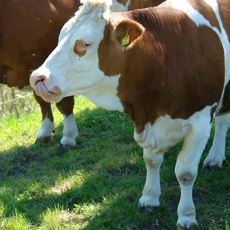Brettmaisserhof Guest house