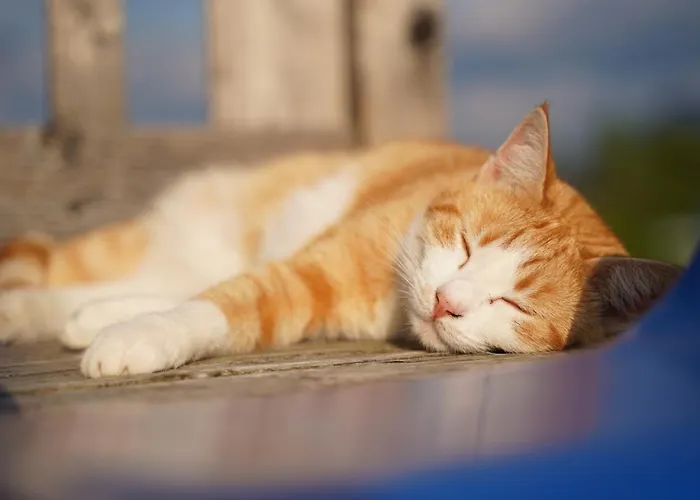 Brettmaisserhof Ternberg