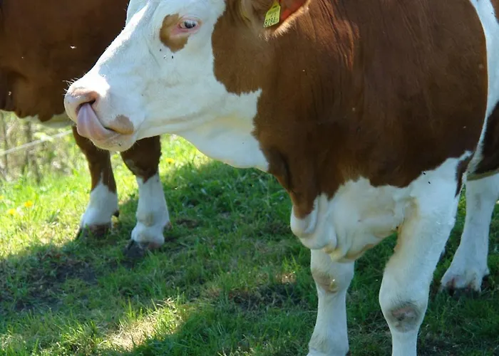 Brettmaisserhof Πανσιόν